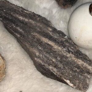 Beautiful Larger Alabama Petrified Druzy Wood 🪵